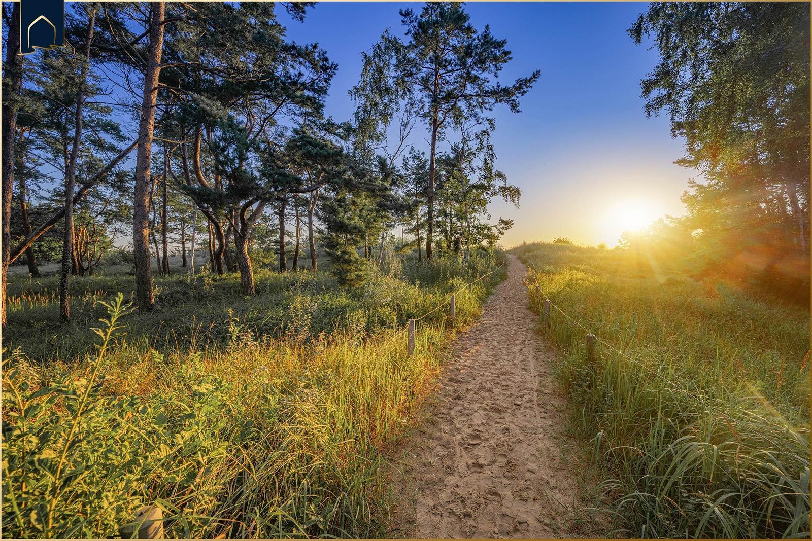 Ein sandiger Pfad führt durch einen Wald mit hohen Bäumen und Gras. Die Sonne scheint durch die Bäume.