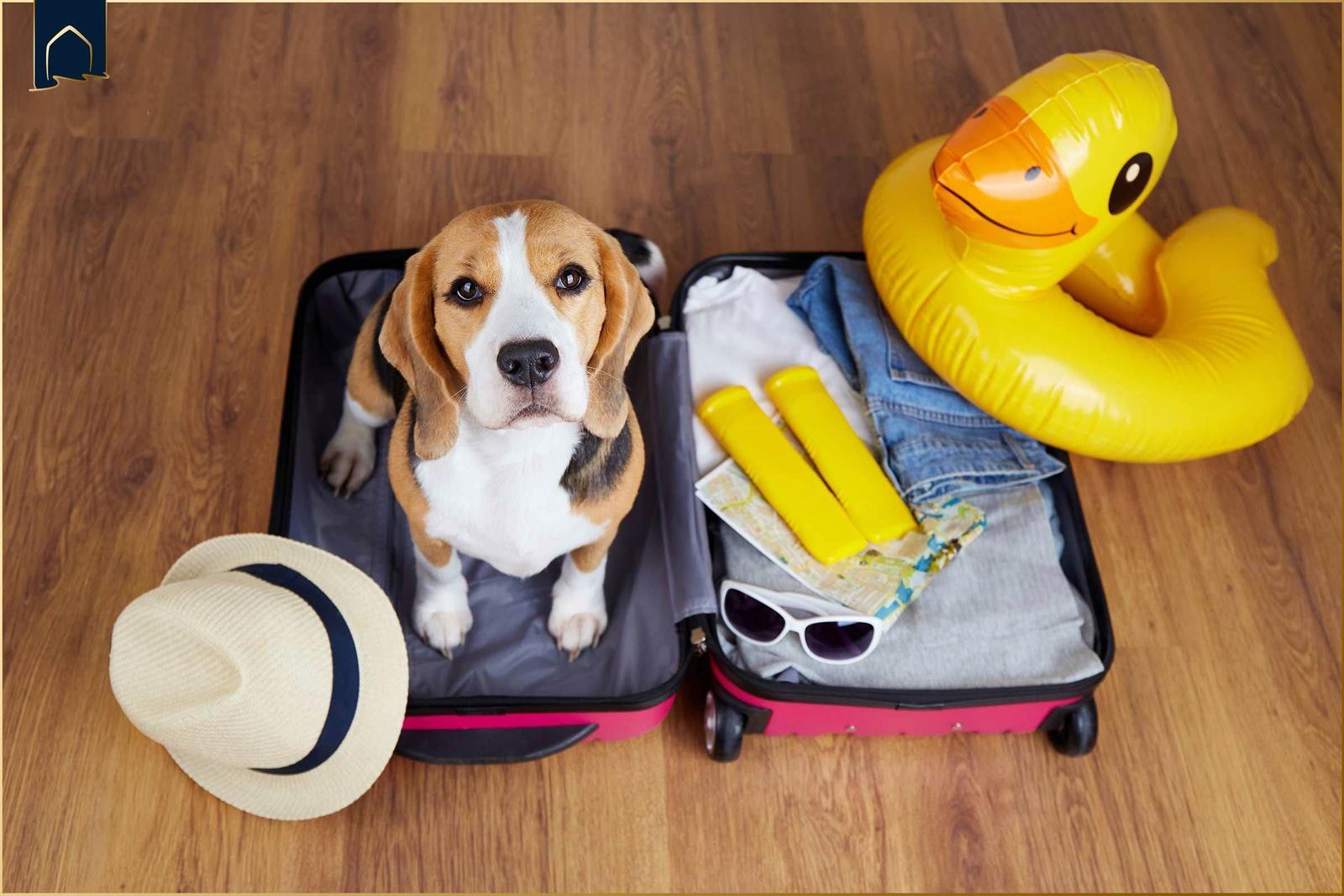 Ein Beagle sitzt in einem geöffneten Koffer neben einem gelben Schwimmring und Reiseutensilien.