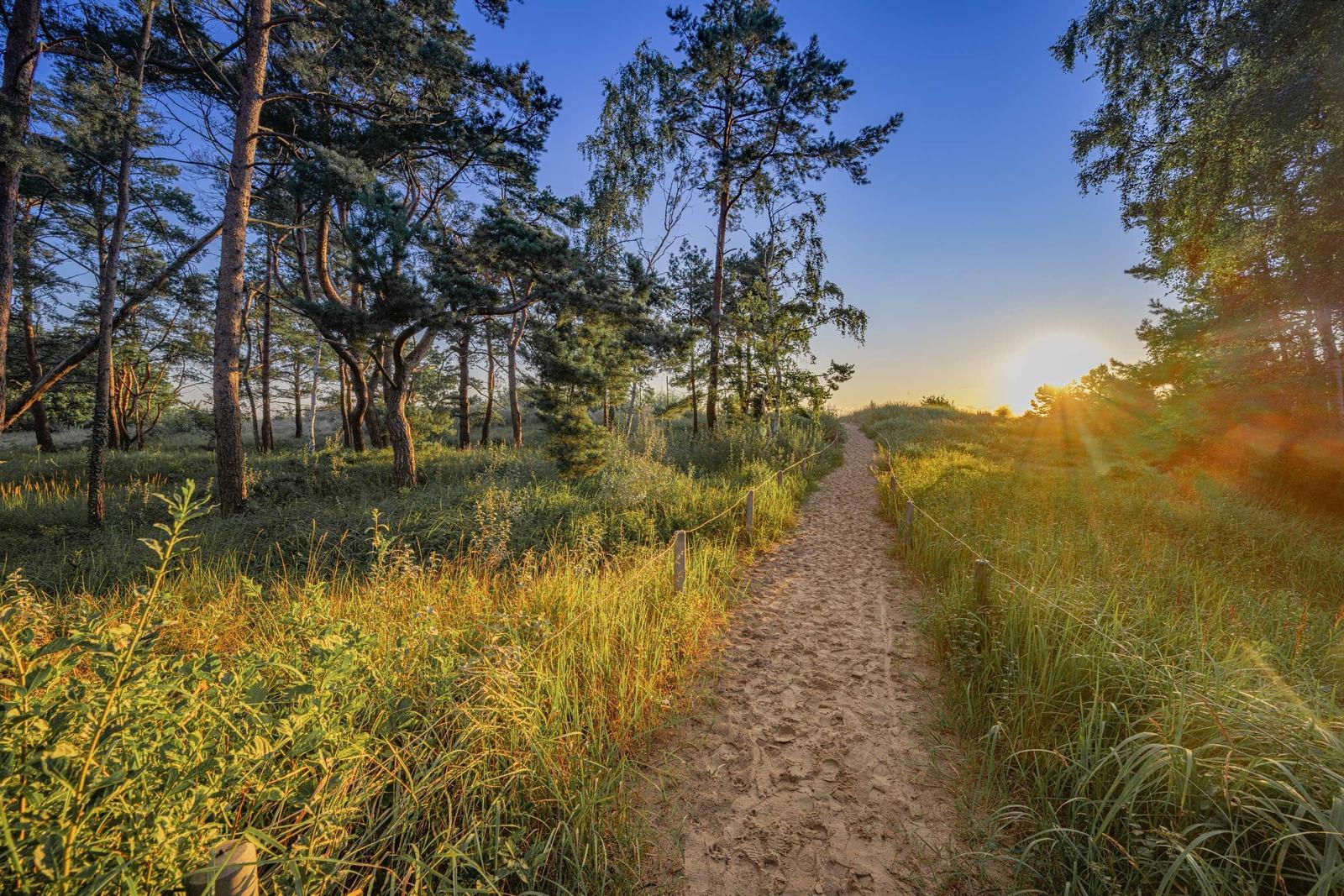 Ein sandiger Pfad führt durch einen Wald mit hohen Bäumen und Gras. Sonne scheint durch die Baumkronen.