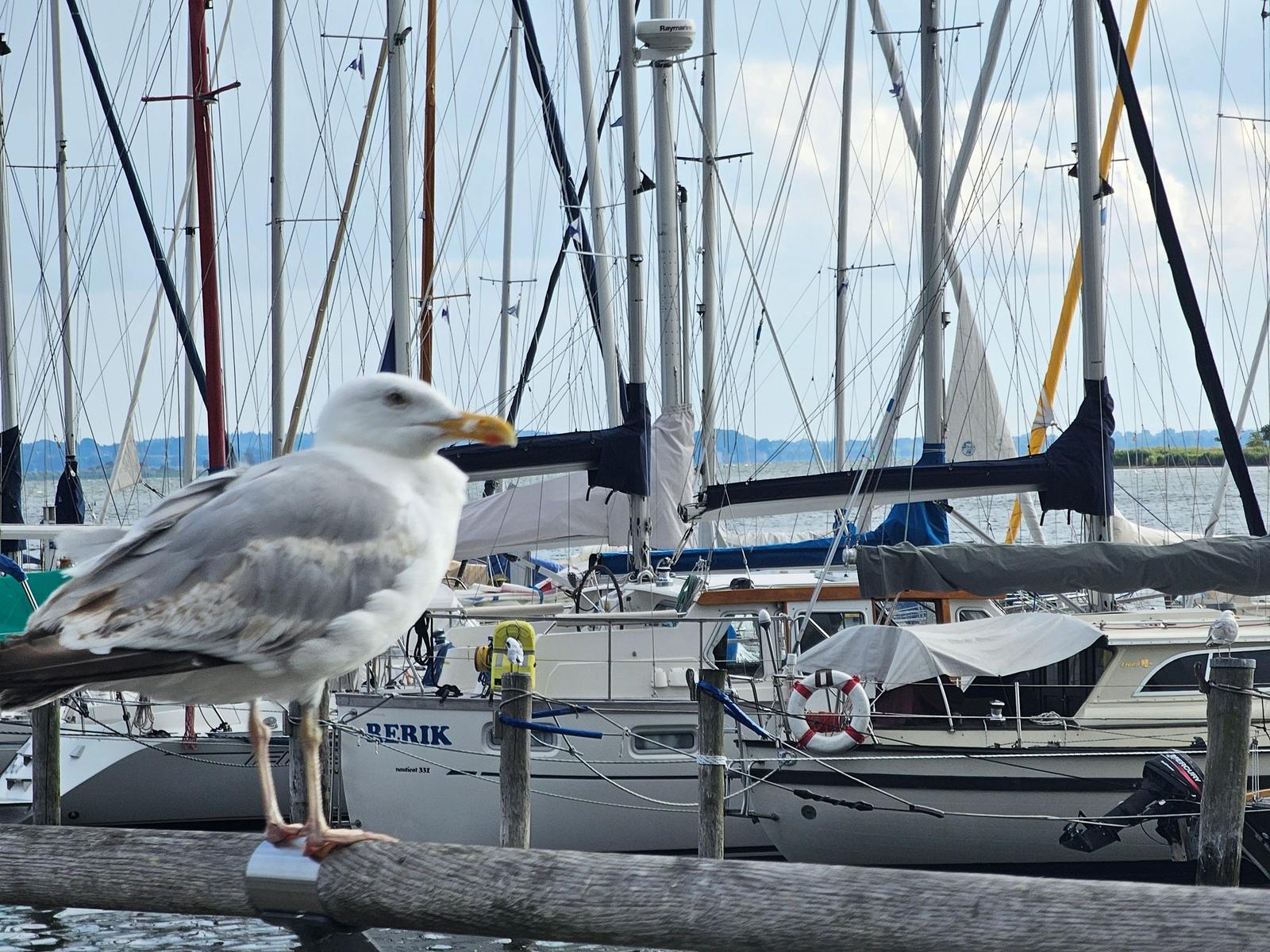 Eine Möwe sitzt auf einem Pfosten vor Segelyachten im Hafen.