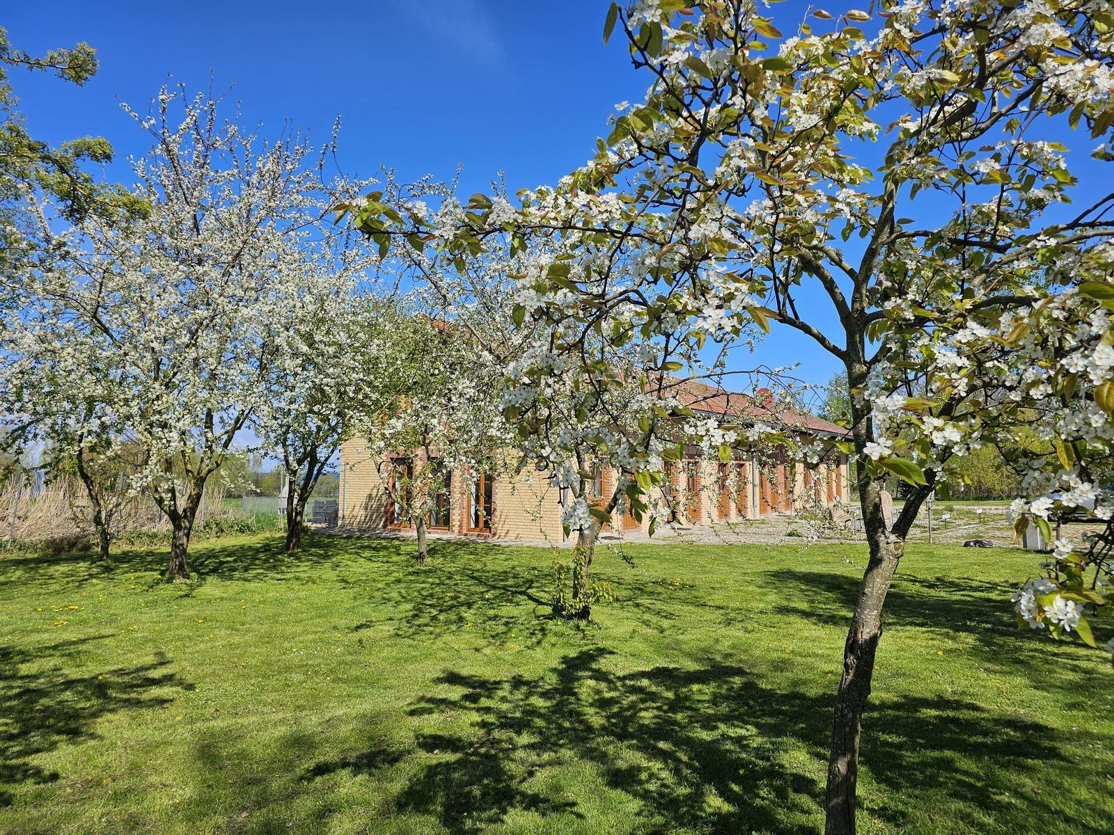 House with blooming trees on green lawn under blue sky.