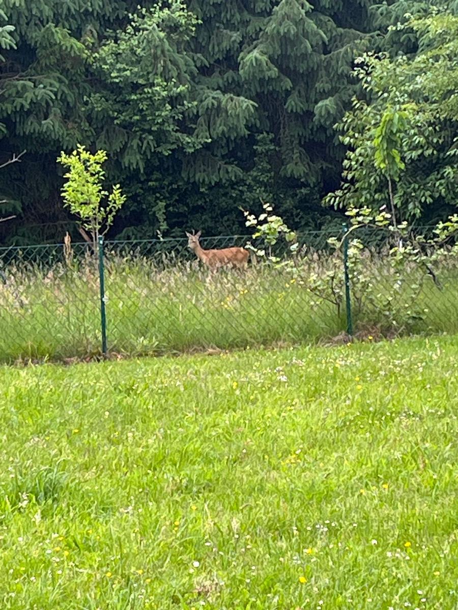 Blick in den Garten