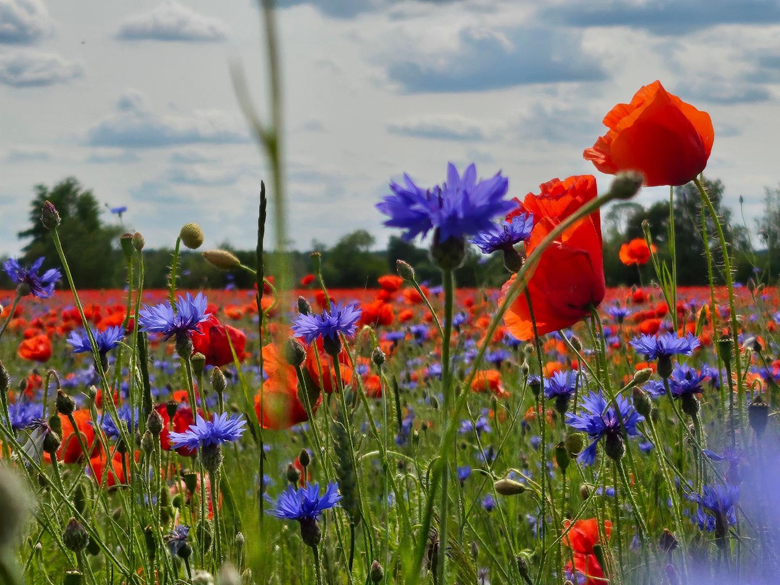 Roter und blauer Blumenfeld unter bewölktem Himmel