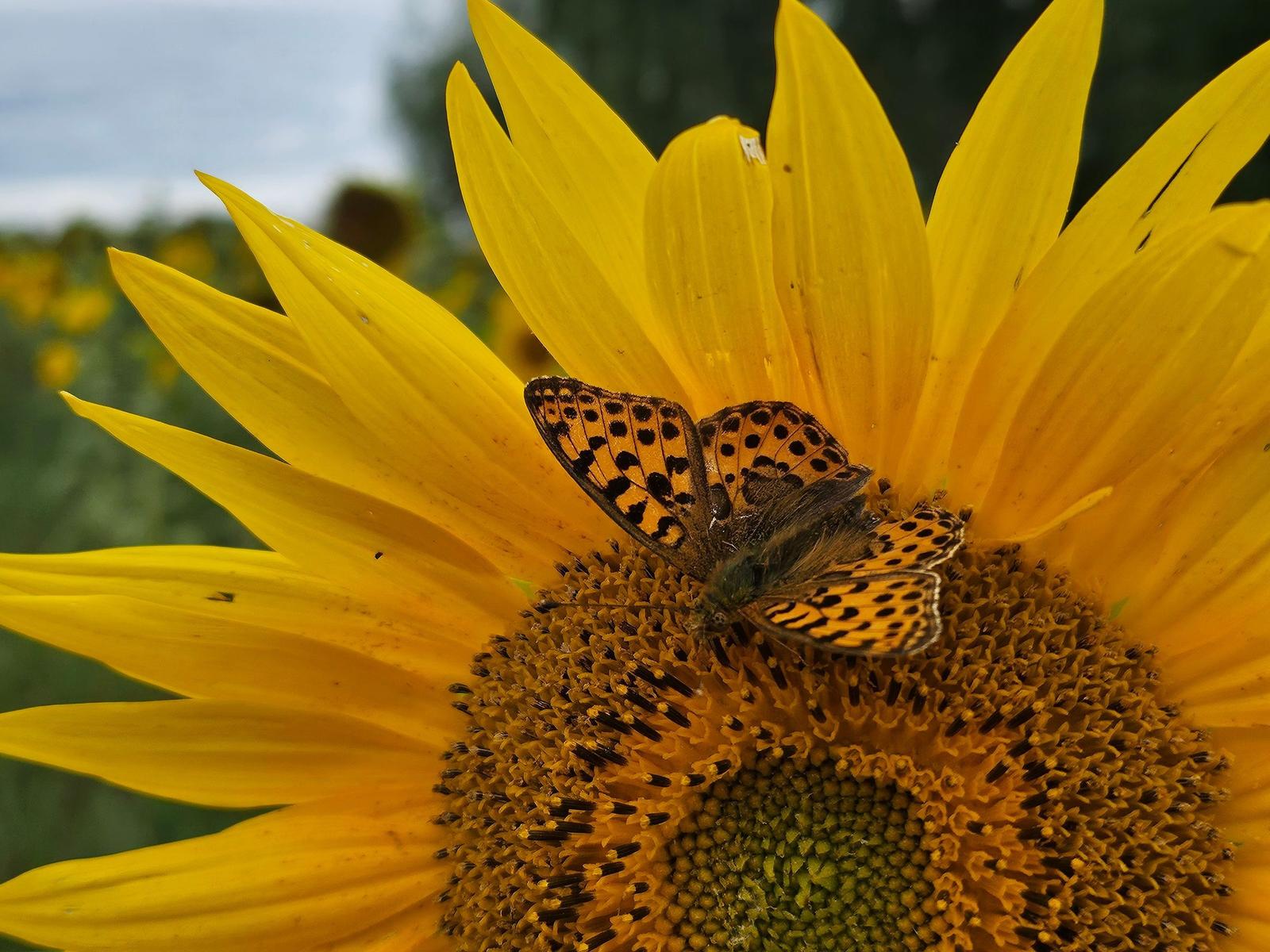 Schmetterling auf Sonnenblume im Freien