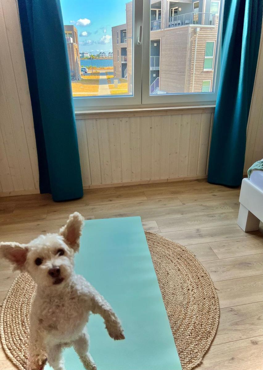 Ein weißer Hund steht auf einer Yogamatte vor einem Fenster mit Blick auf Wohnhäuser und Wasser.
