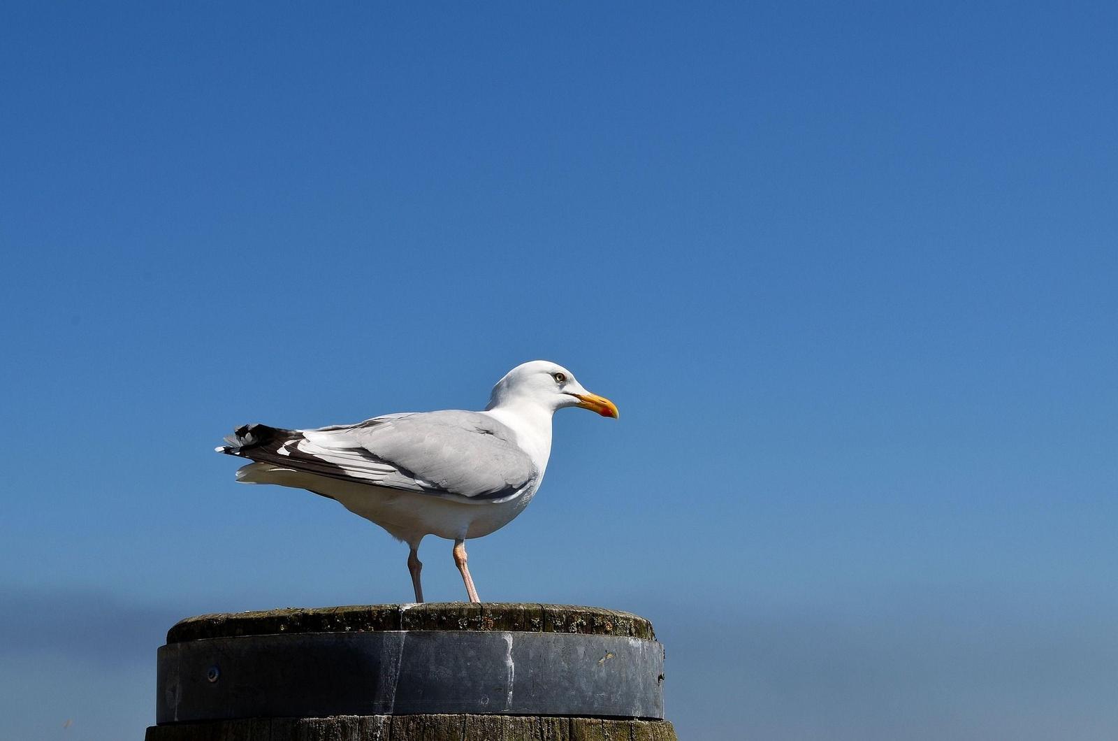 A seagull stands on a wooden post against a blue sky.
