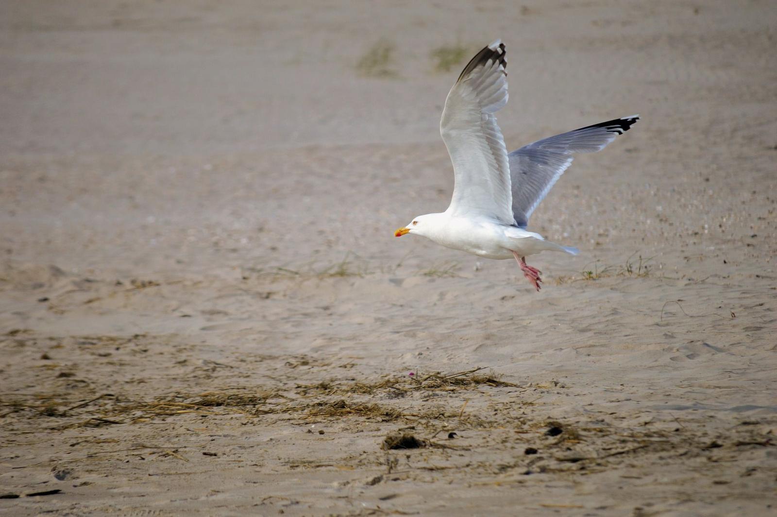 A seagull flies over a sandy beach.