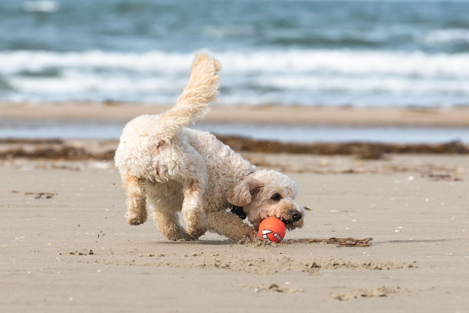 Ein Hund spielt mit einem orangefarbenen Ball am Strand.