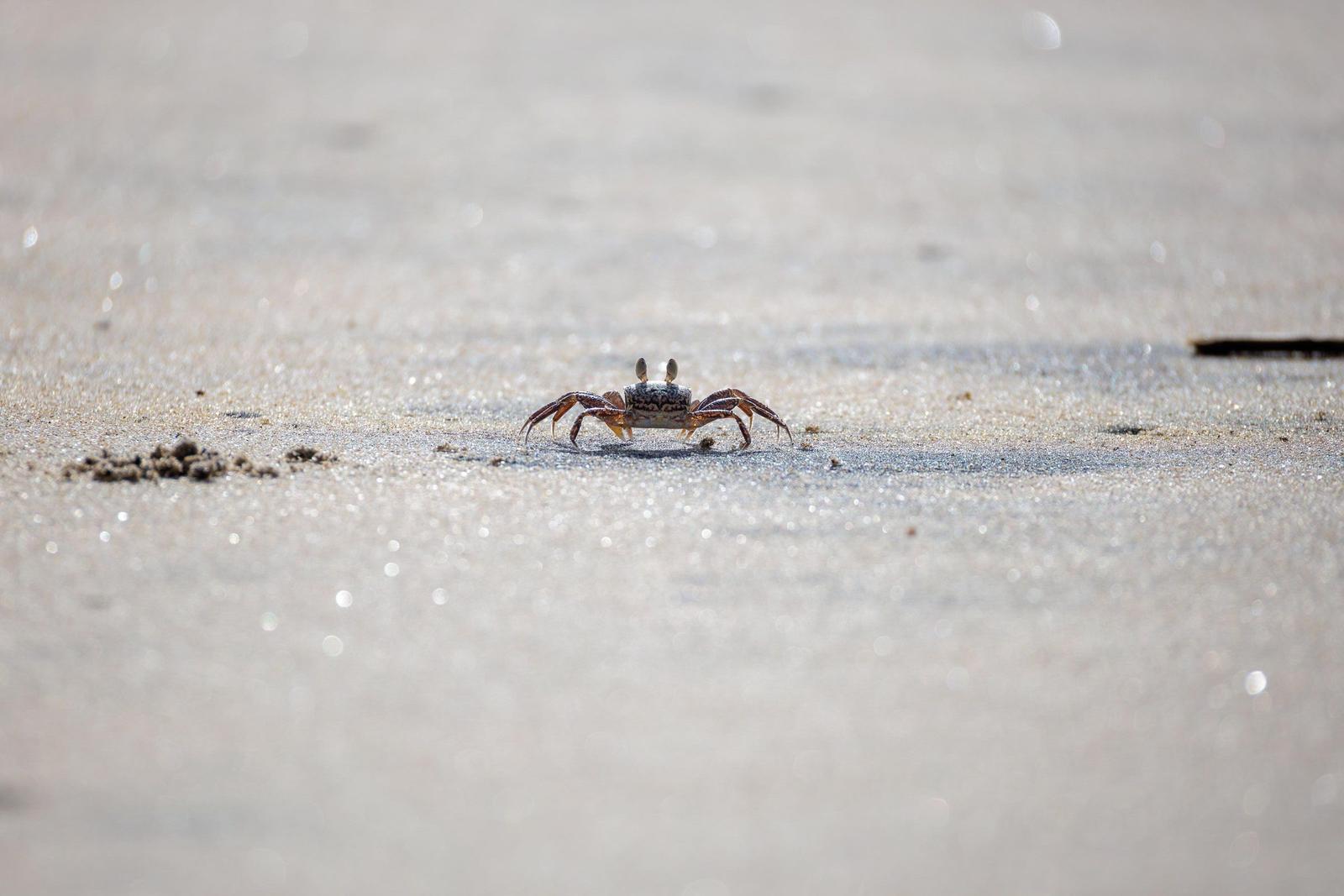 A small crab crawls across fine sand at the coast.