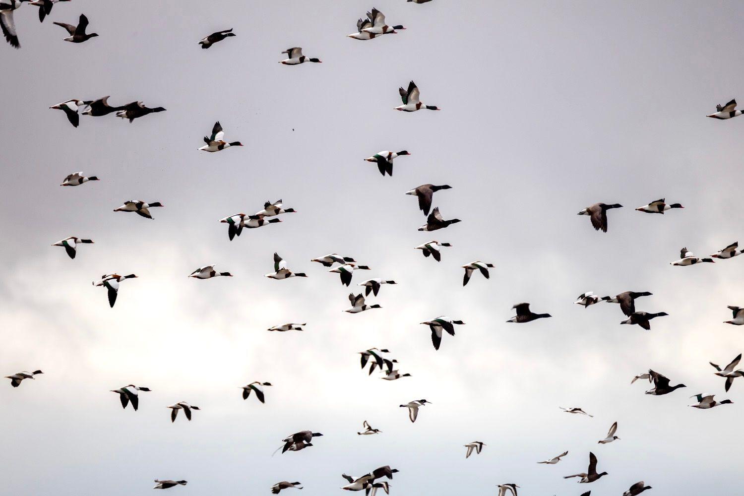 A large flock of ducks flies against a cloudy sky.