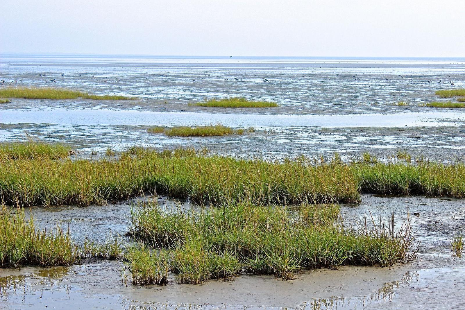 Water area with grass islands and birds in the background