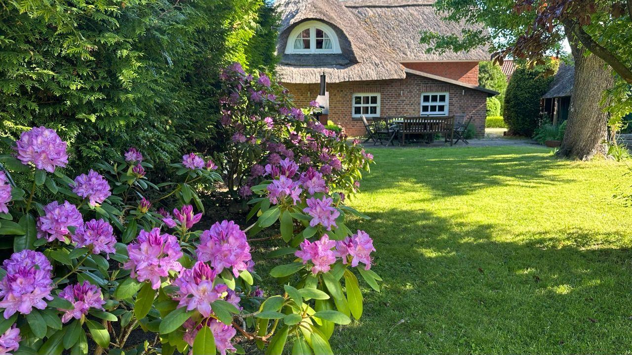 Haus mit Strohdach, Garten mit rosa Rhododendron und Holzbank.