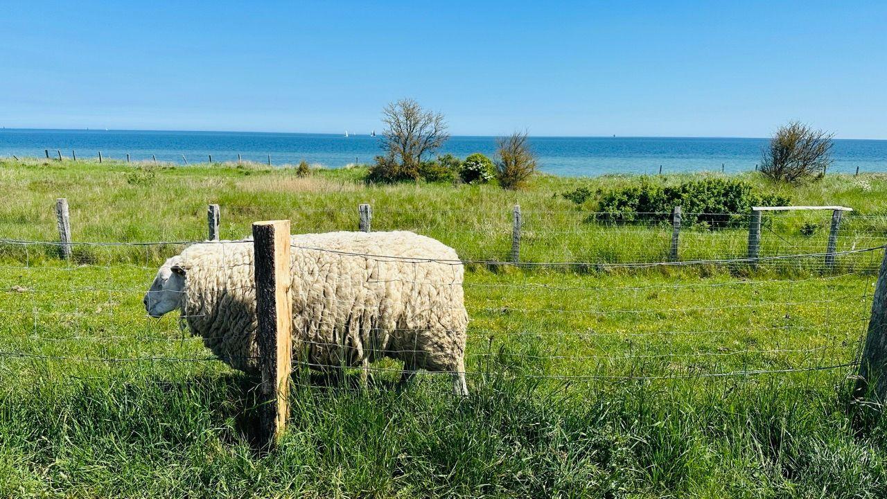 Schaf im Gras hinter einem Zaun, Meer im Hintergrund
