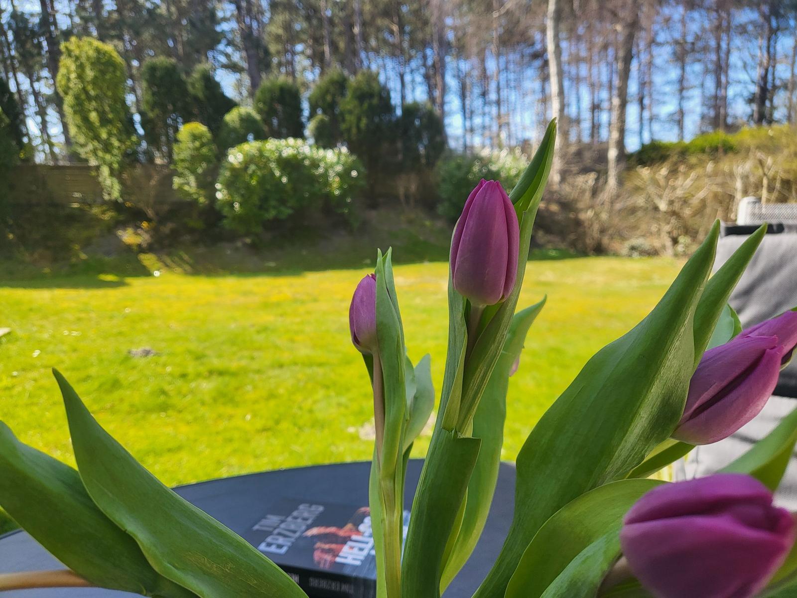 Lila Tulpen auf Tisch mit Blick auf grünen Garten und Wald.