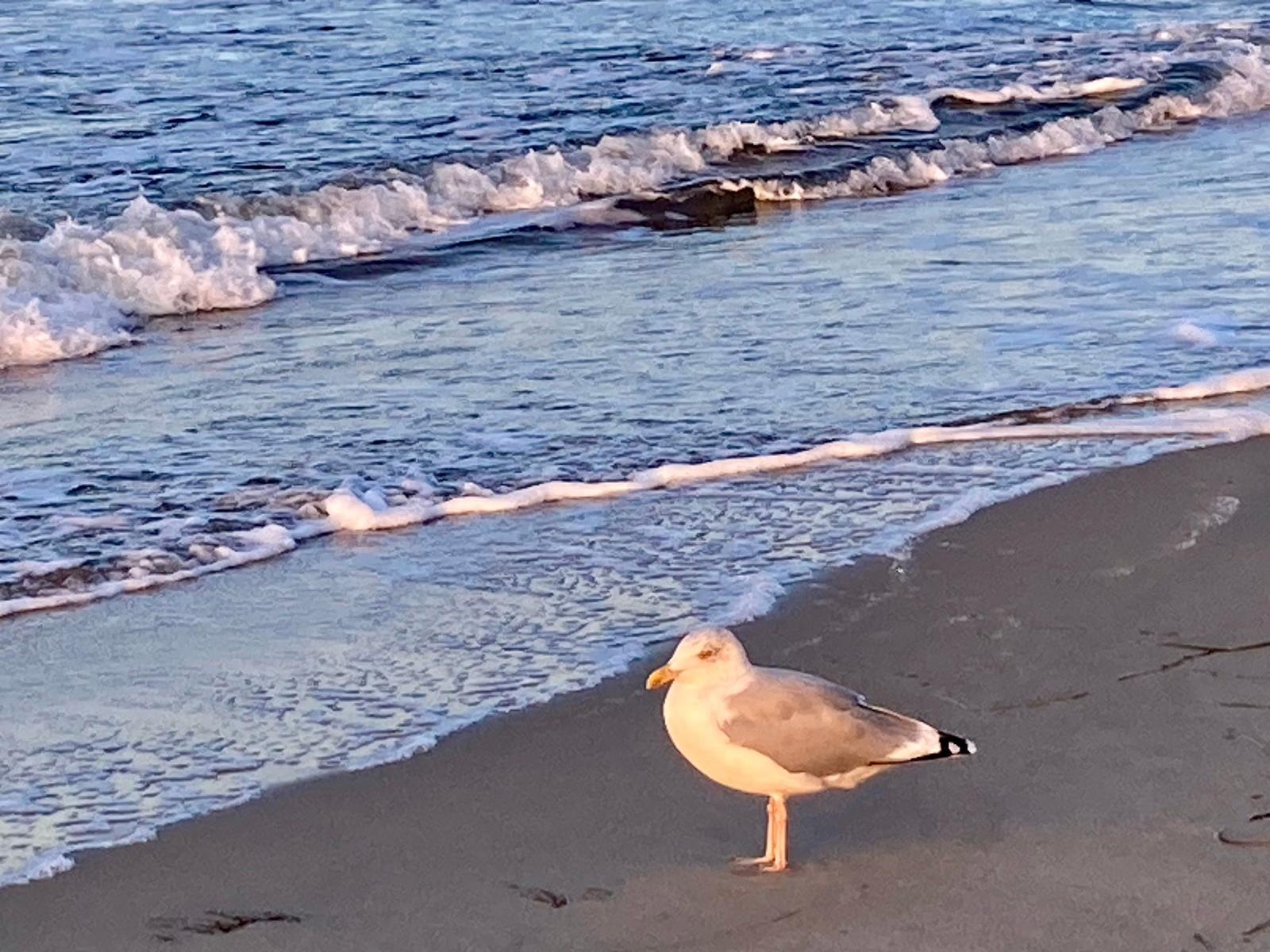 Möwe am Strand