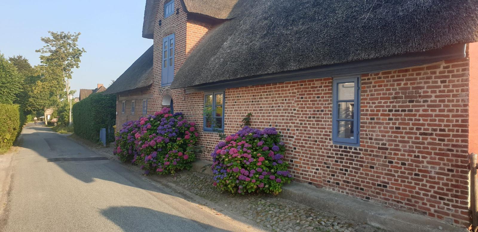 Haus mit Strohdach und roten Ziegelsteinen, vorne Blumenbeete mit lila und rosa Hortensien.