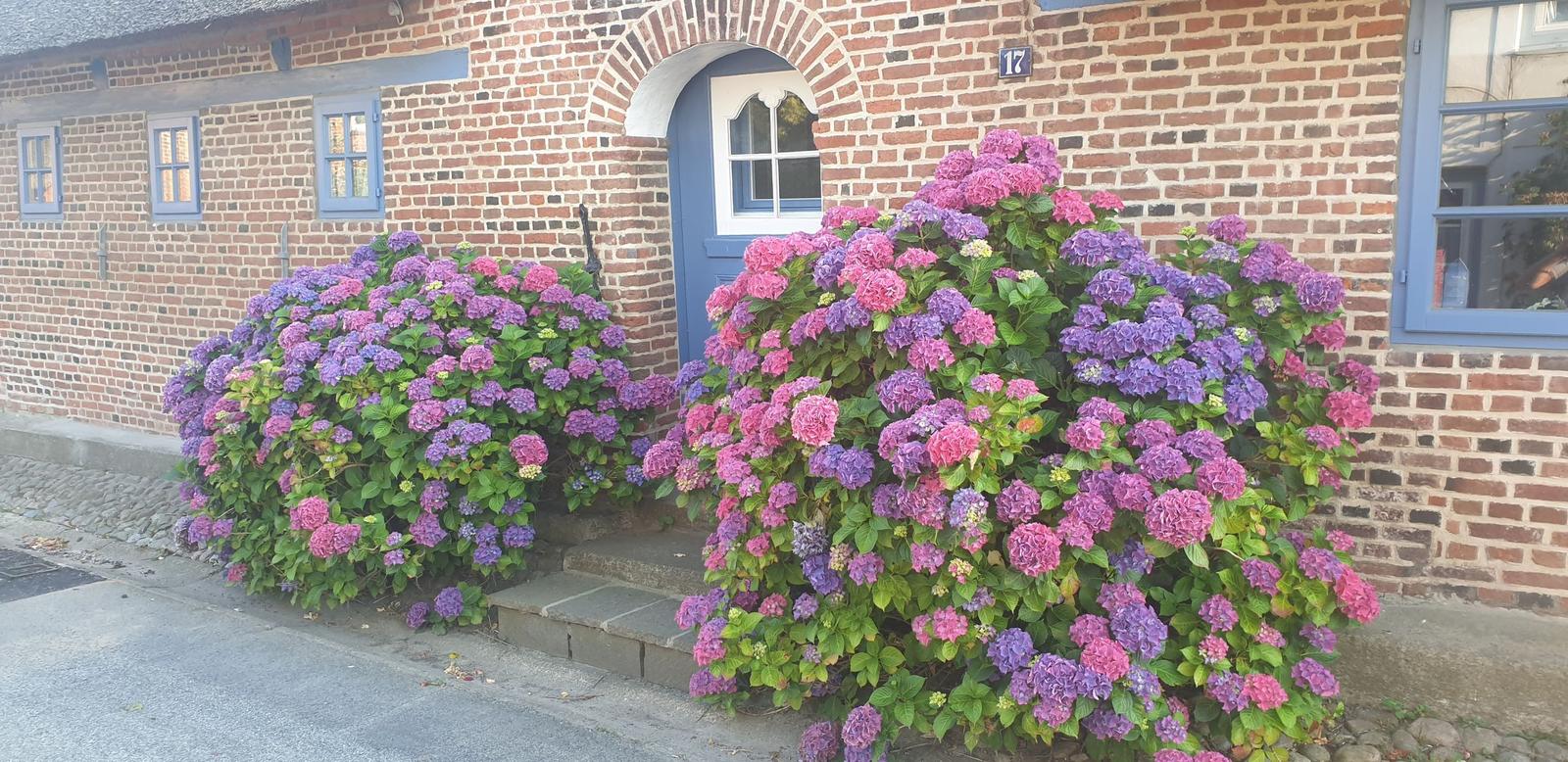 Haus mit Backsteinfassade und blauer Tür. Vorne Blumensträucher mit rosa und lila Hortensien.