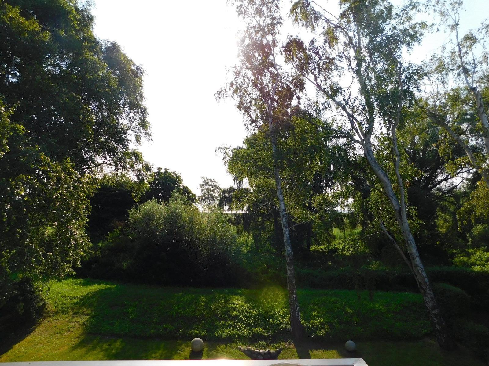 Grünflächen und Bäume im Garten. Sonne scheint durch die Baumkronen.