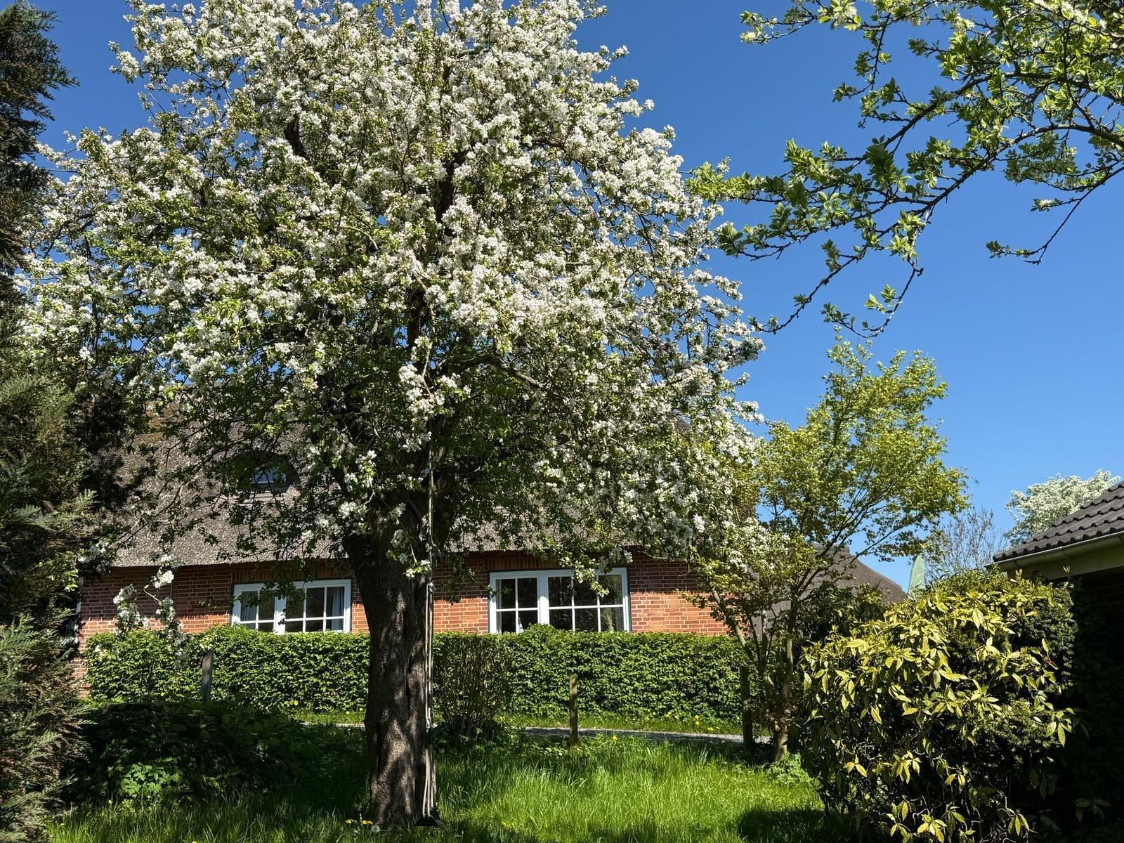Haus mit strohgedecktem Dach, umgeben von blühenden Bäumen und grünem Rasen.