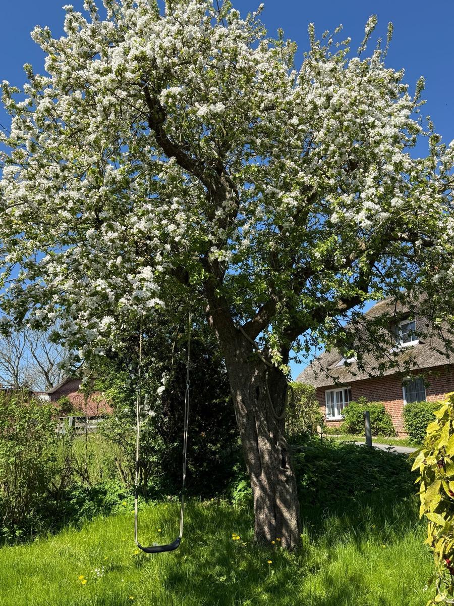 Ein schwingender Schaukelhänger hängt unter einem blühenden Baum im Garten.