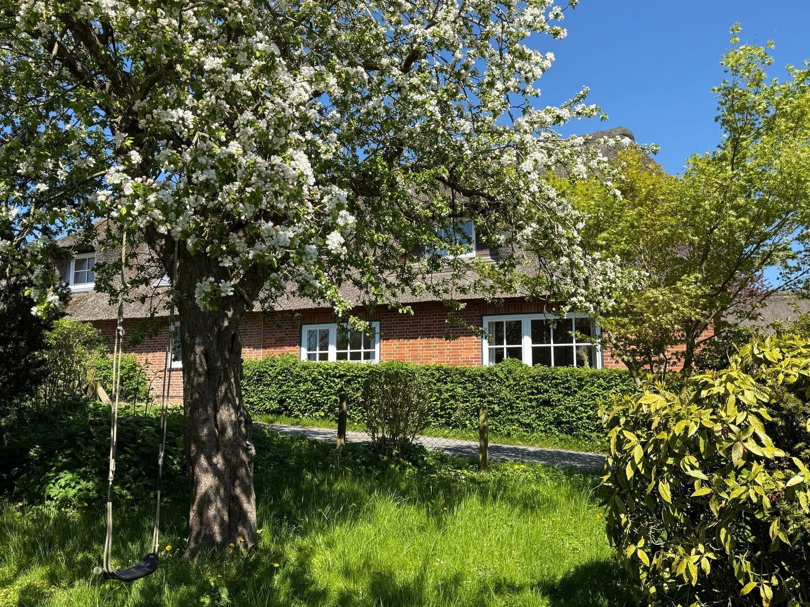 Haus mit Strohdach, blühender Baum und Schaukel im Vorgarten.