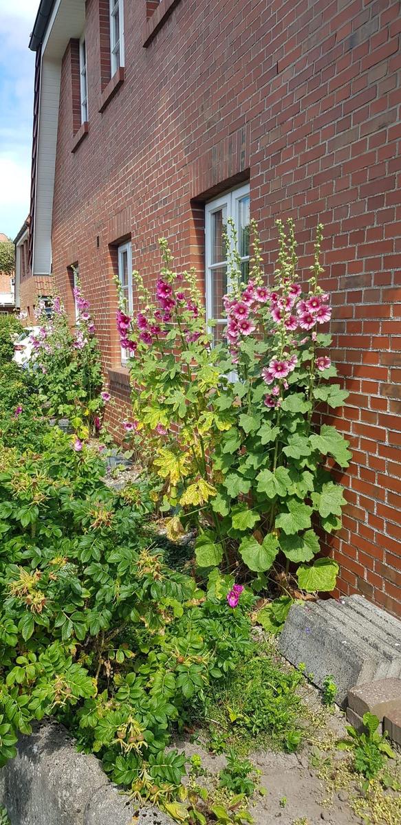 Red brick building with flower beds and pink hollyhocks against the wall.