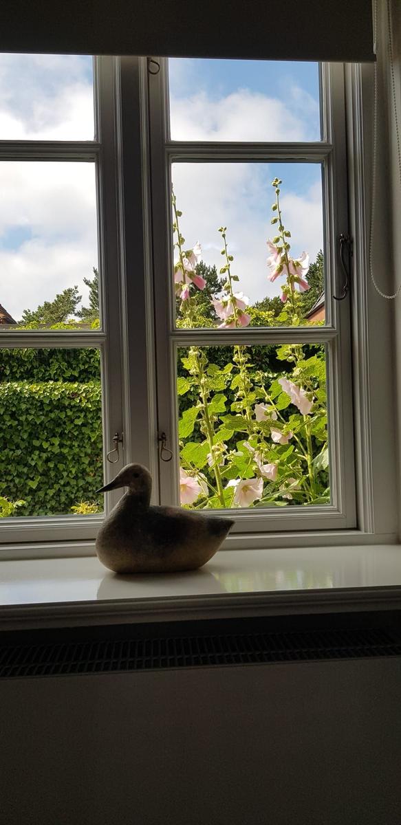 A duck sits on the windowsill. Outside, pink hollyhocks are blooming.