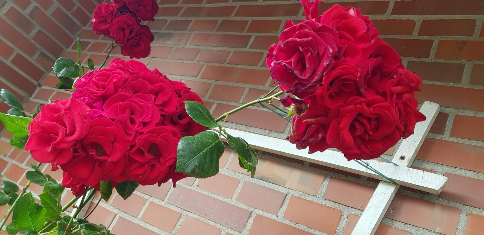 Red roses bloom on a white trellis against a brick wall.