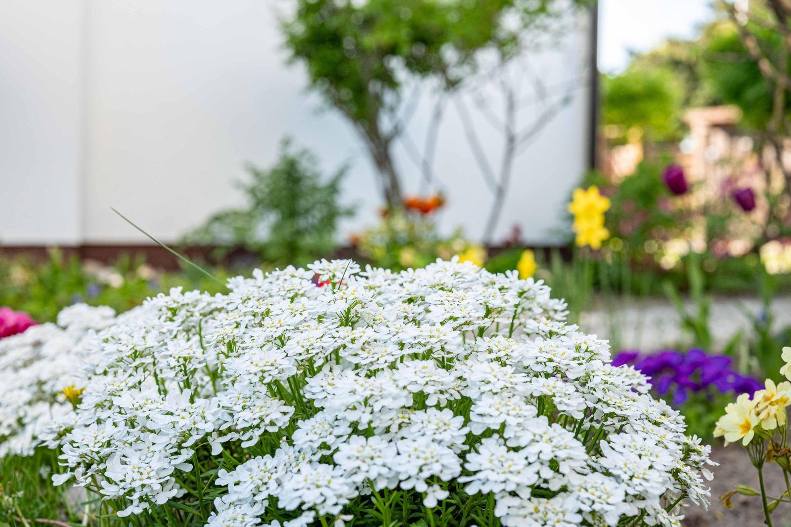 Blumen im Außenbereich