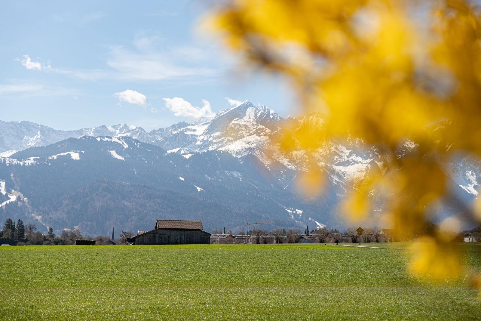 Grünes Feld mit Blick auf schneebedeckte Berge und gelbe Blätter im Vordergrund.