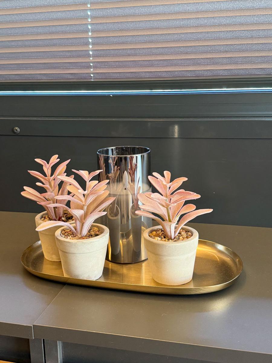Three plants in pots on a golden tray in front of a window with blinds.