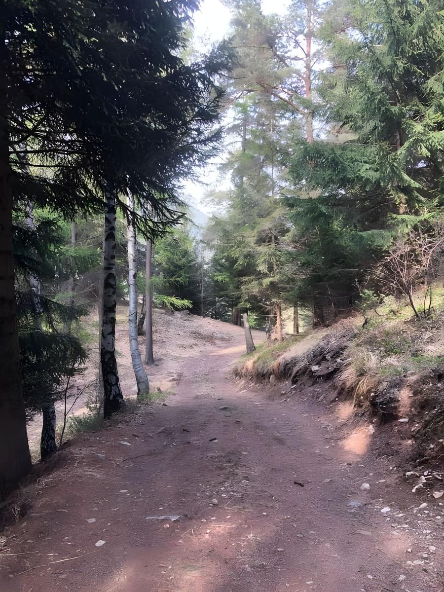 Waldweg durch Bäume und Gras mit Steinen und Erde