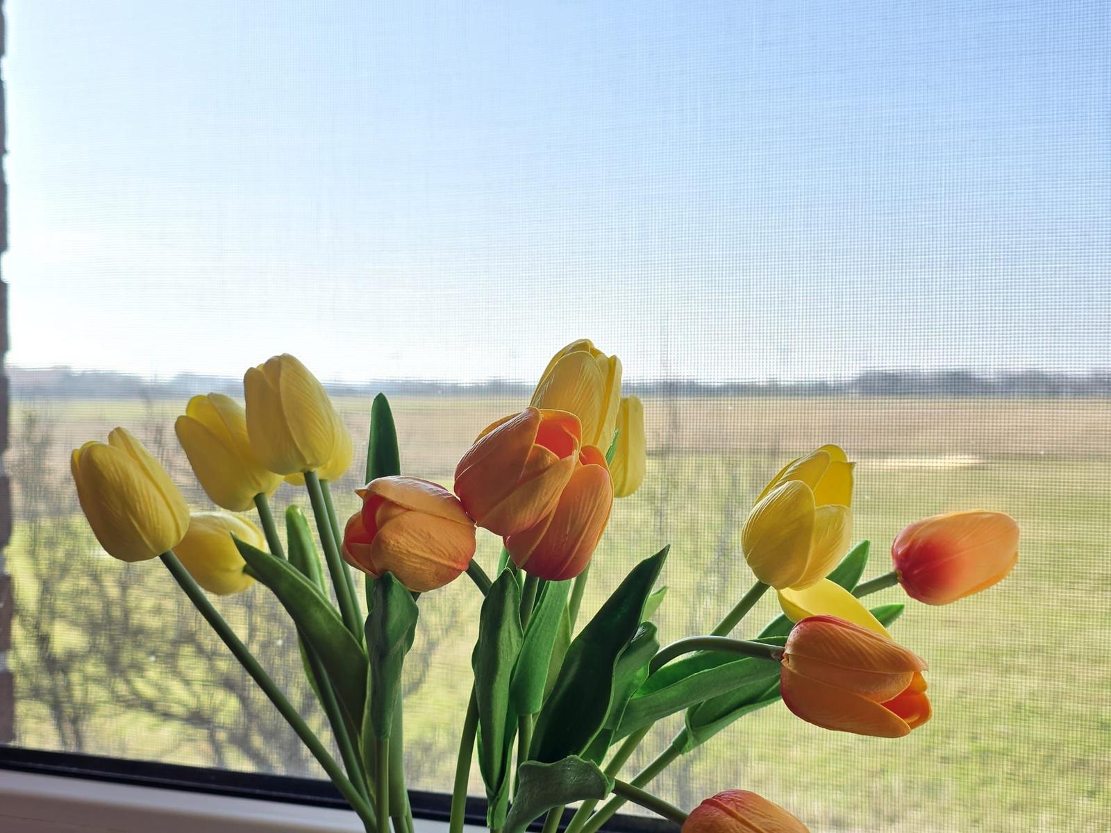 Tulpen in einem Fenster mit Blick auf ein Feld.