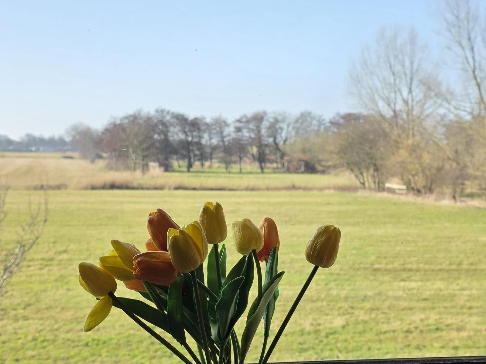 Tulpen vor Fenster mit Blick auf grünes Feld und Bäume