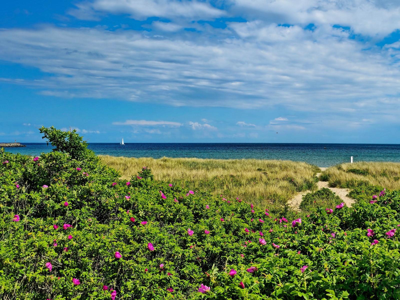 Vorsicht: Strand mit rosa Blumen und Segelboot im Hintergrund