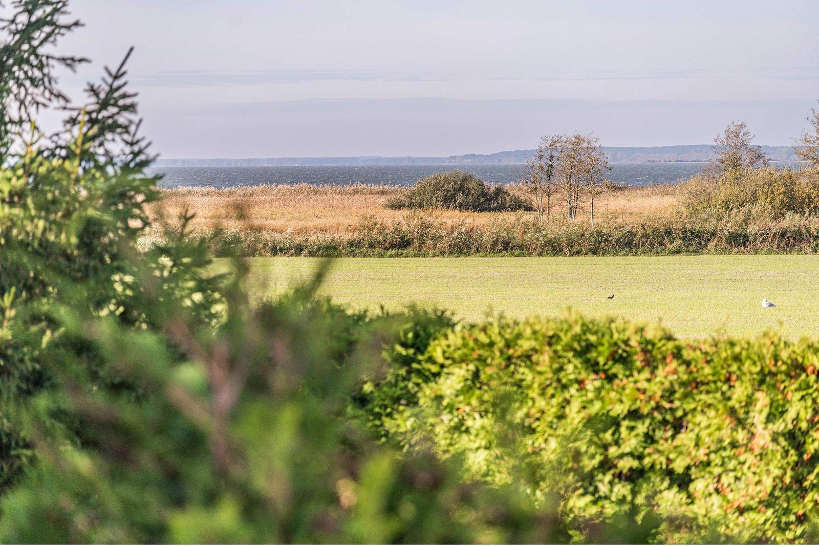 Grünes Feld mit Heckenschnitt, dahinter Rohrkolben und See im Hintergrund.
