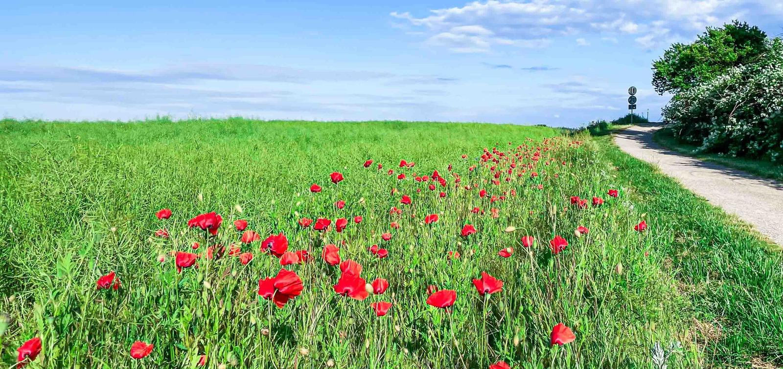Ein Feld mit roten Mohnblumen neben einer Straße unter blauem Himmel.