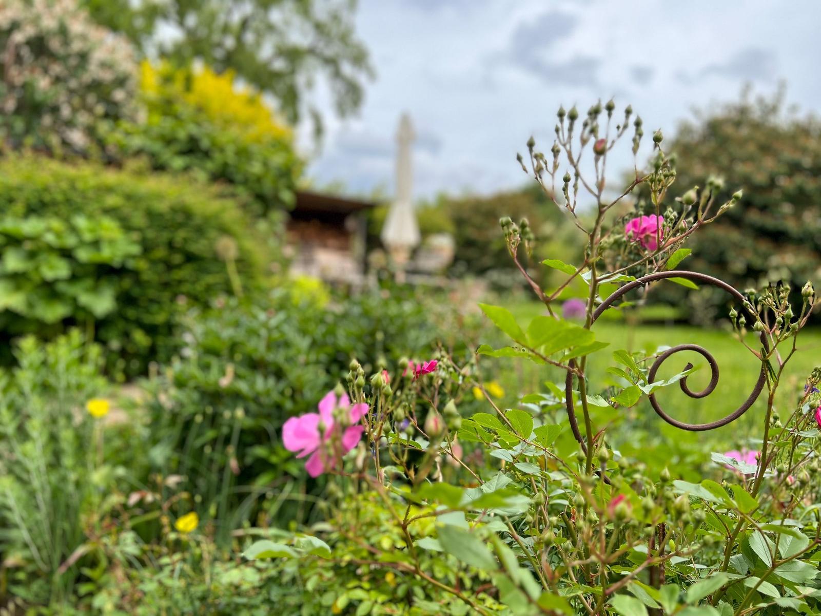 Garden with pink roses and wrought iron trellis. In the background, a pavilion with a sunshade is visible.