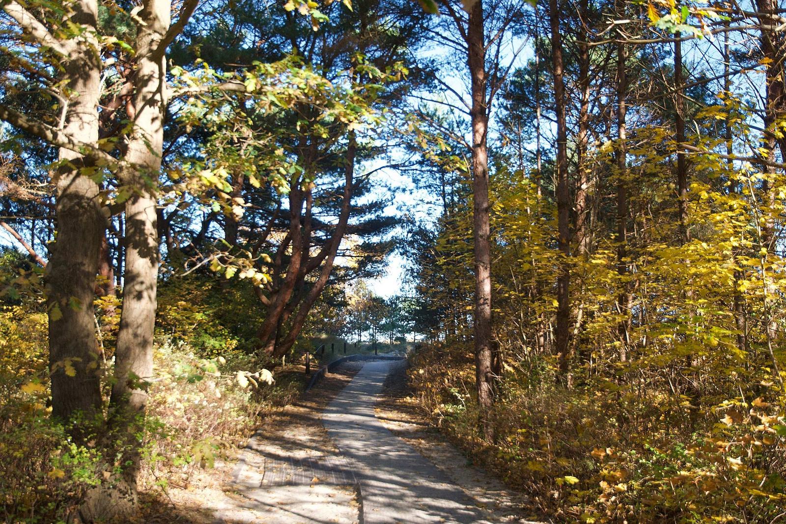 Weg durch Wald mit Bäumen und Herbstlaub unter blauem Himmel