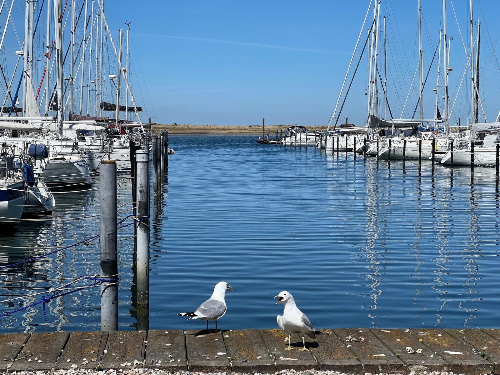 Zwei Möwen stehen am Kai neben Booten im Hafen.