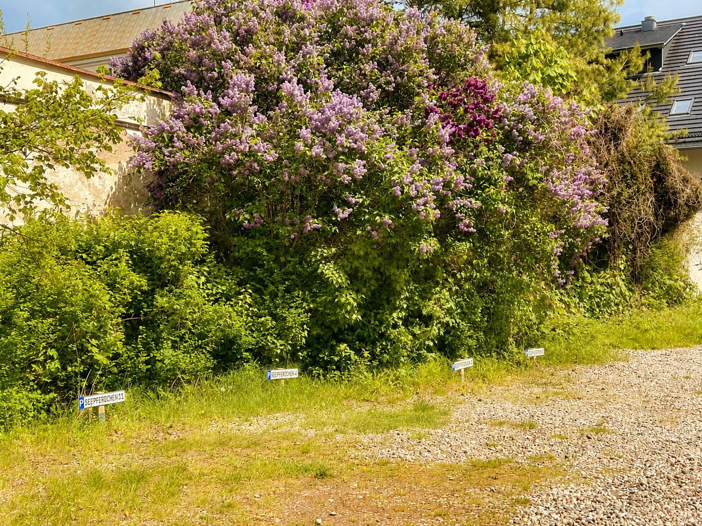 Lilienbusch mit lila Blüten vor Hauswand und Kiesweg mit Schildern.