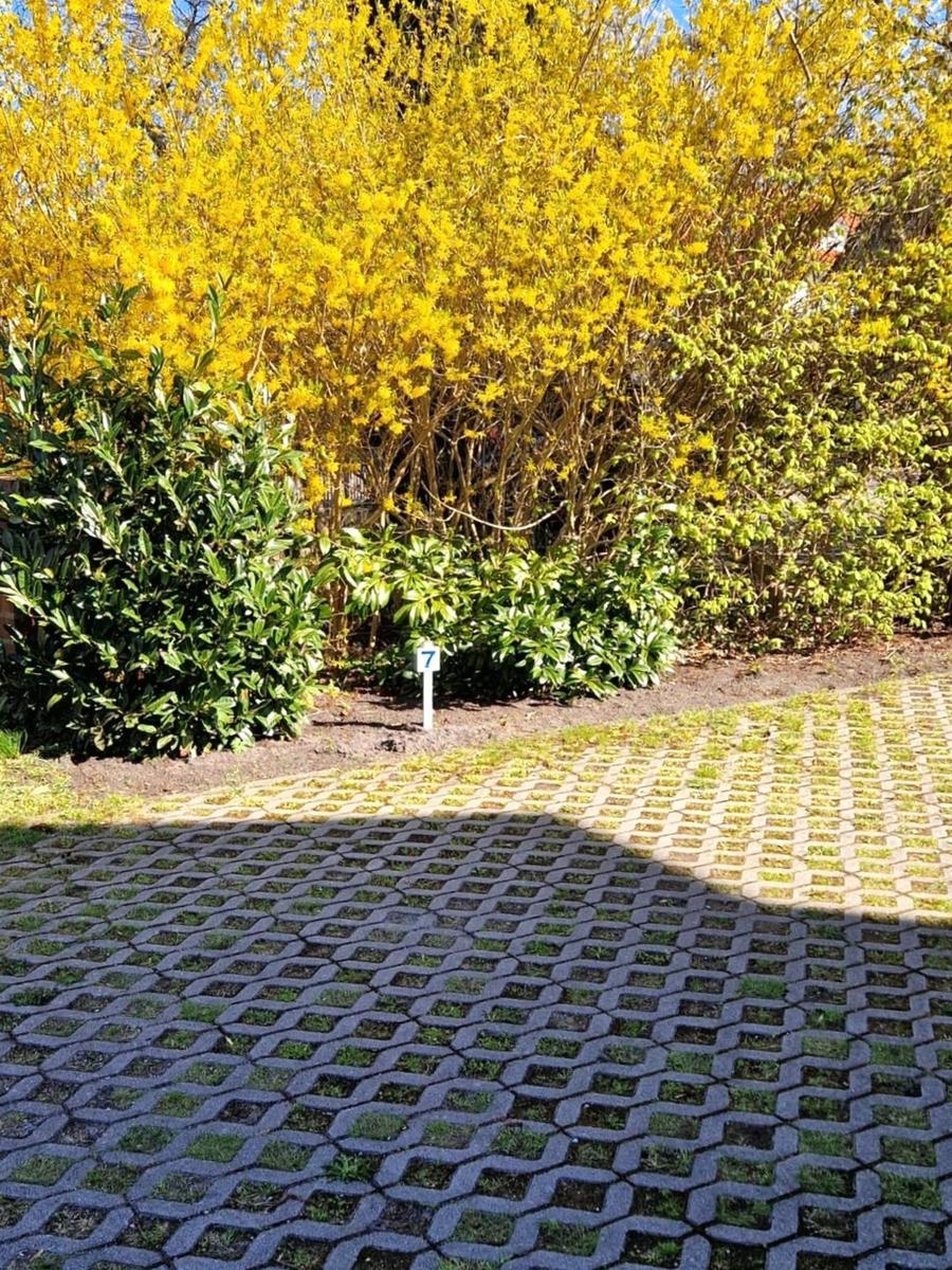 Garten mit gelben Blüten und gepflastertem Weg mit Hausnummer 7.