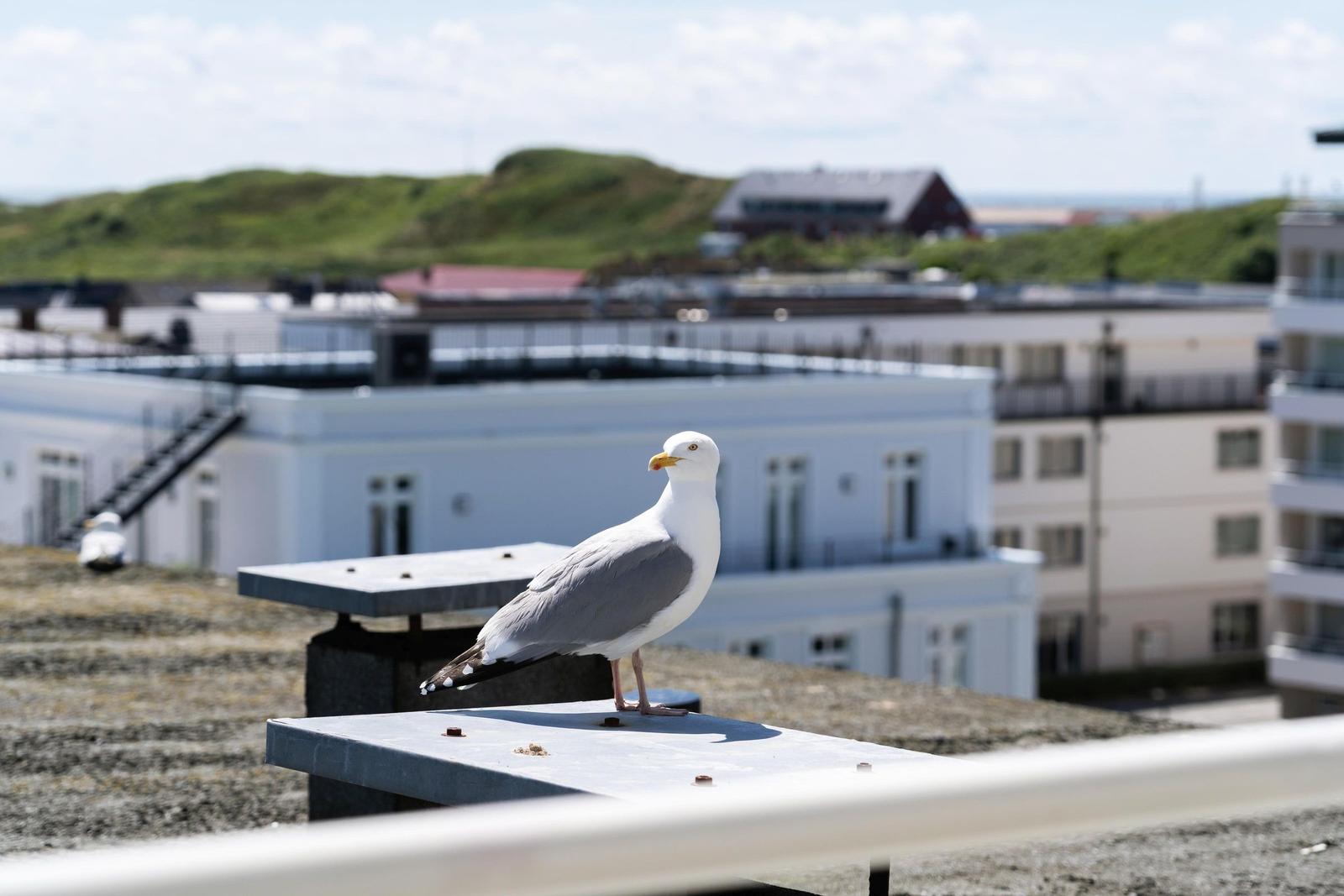Möwe steht auf Dachkonstruktion mit Blick auf Gebäude und Hügel.