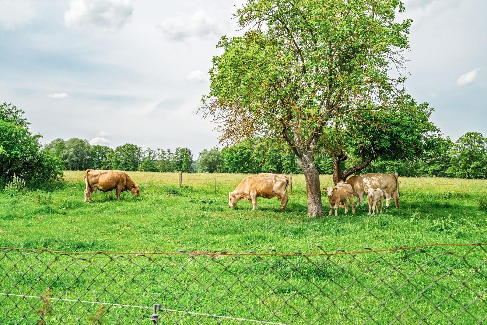 Kühe grasen im grünen Feld unter einem Baum. Draußen ist es ruhig und natürlich.