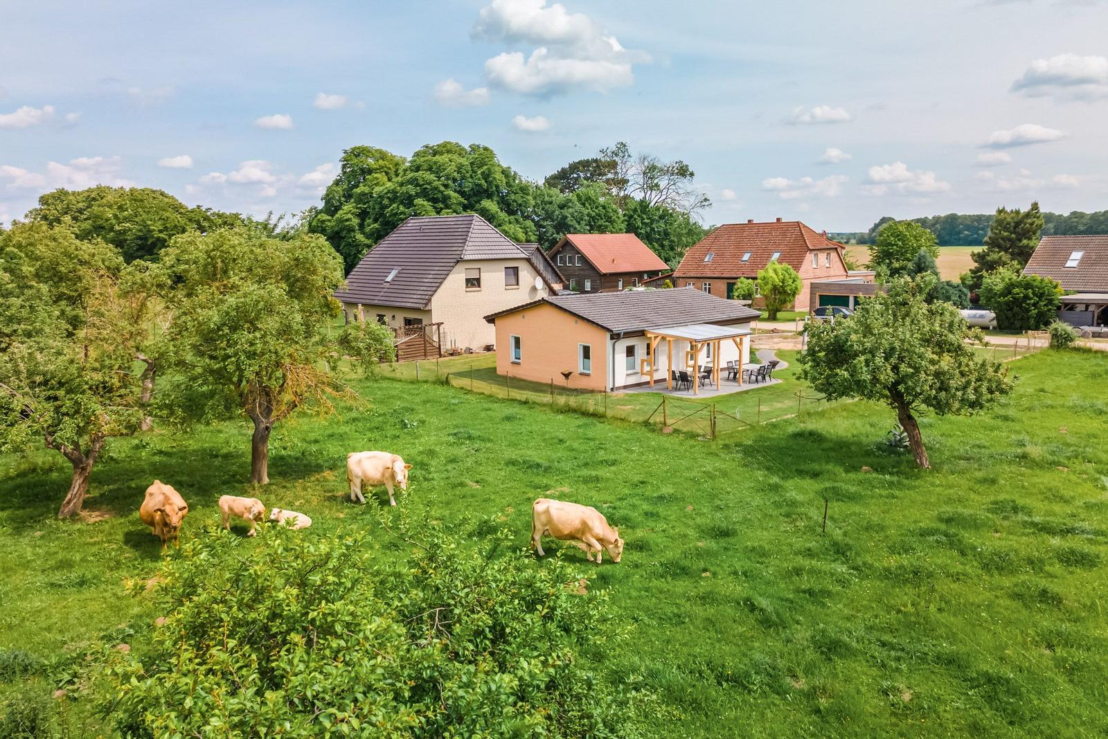 Haus mit Terrasse und Grillplatz in grünem Feld mit grasenden Rindern.