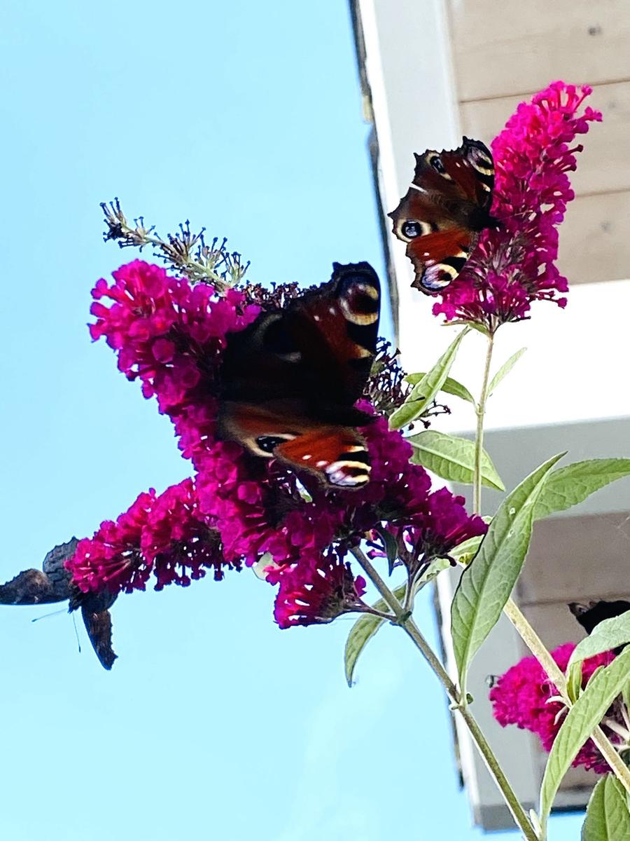 Zwei Schmetterlinge sitzen auf leuchtend pinken Blüten vor einem blauen Himmel.