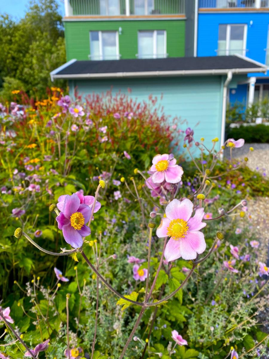 Vor einem farbenfrohen Haus blühen rosa und gelbe Blumen in einem Garten.