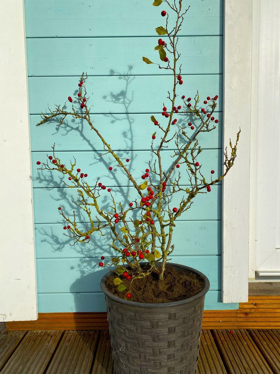 Pflanze mit roten Beeren in grauem Topf vor hellblauer Holzwand.