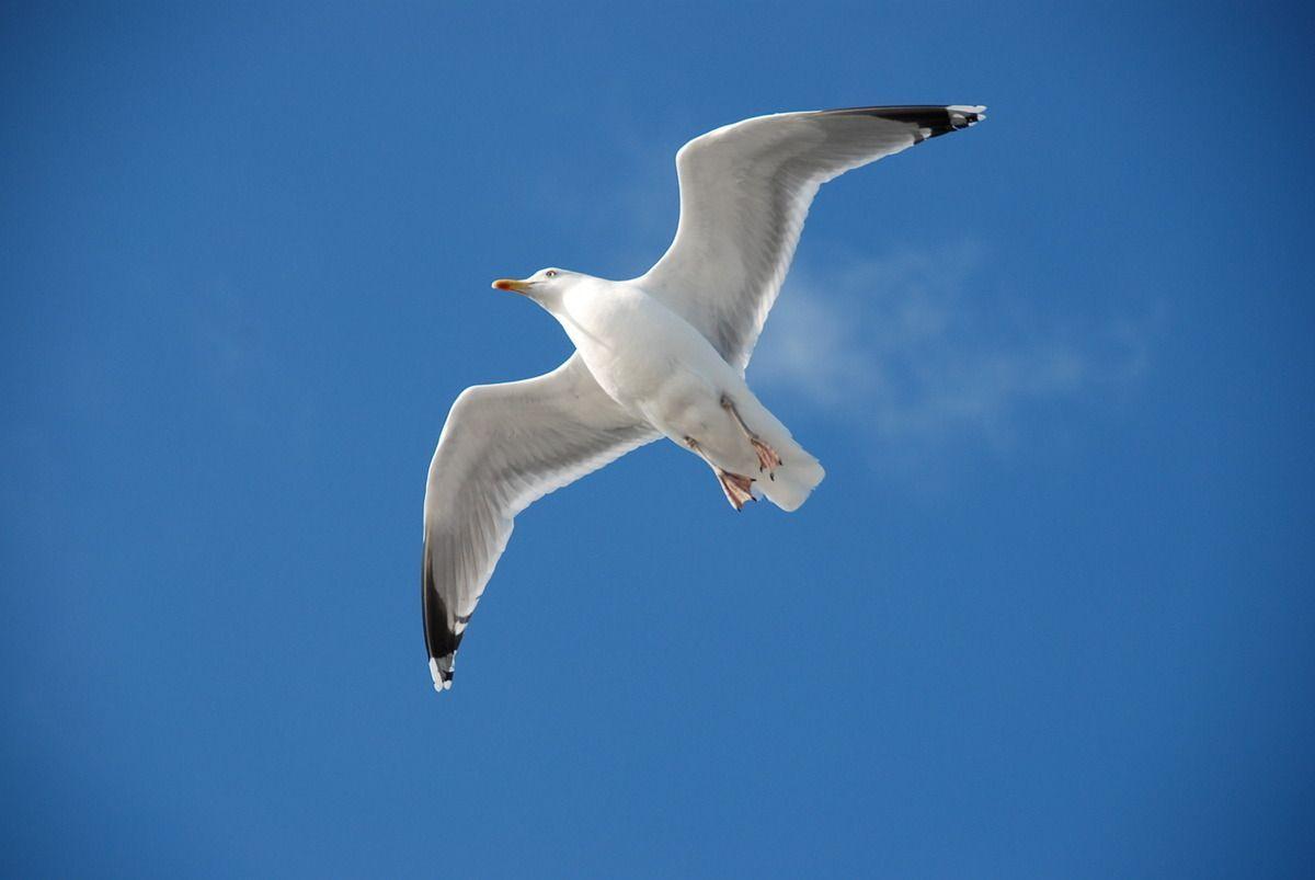 Eine Möwe fliegt gegen einen blauen Himmel.