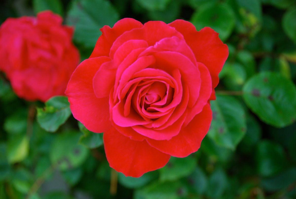 Rote Rosenblüte mit grünen Blättern im Hintergrund.